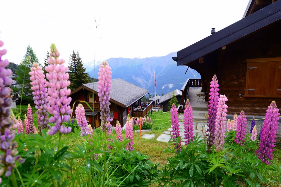 13707614_980194258745271_5106256494946334431_n