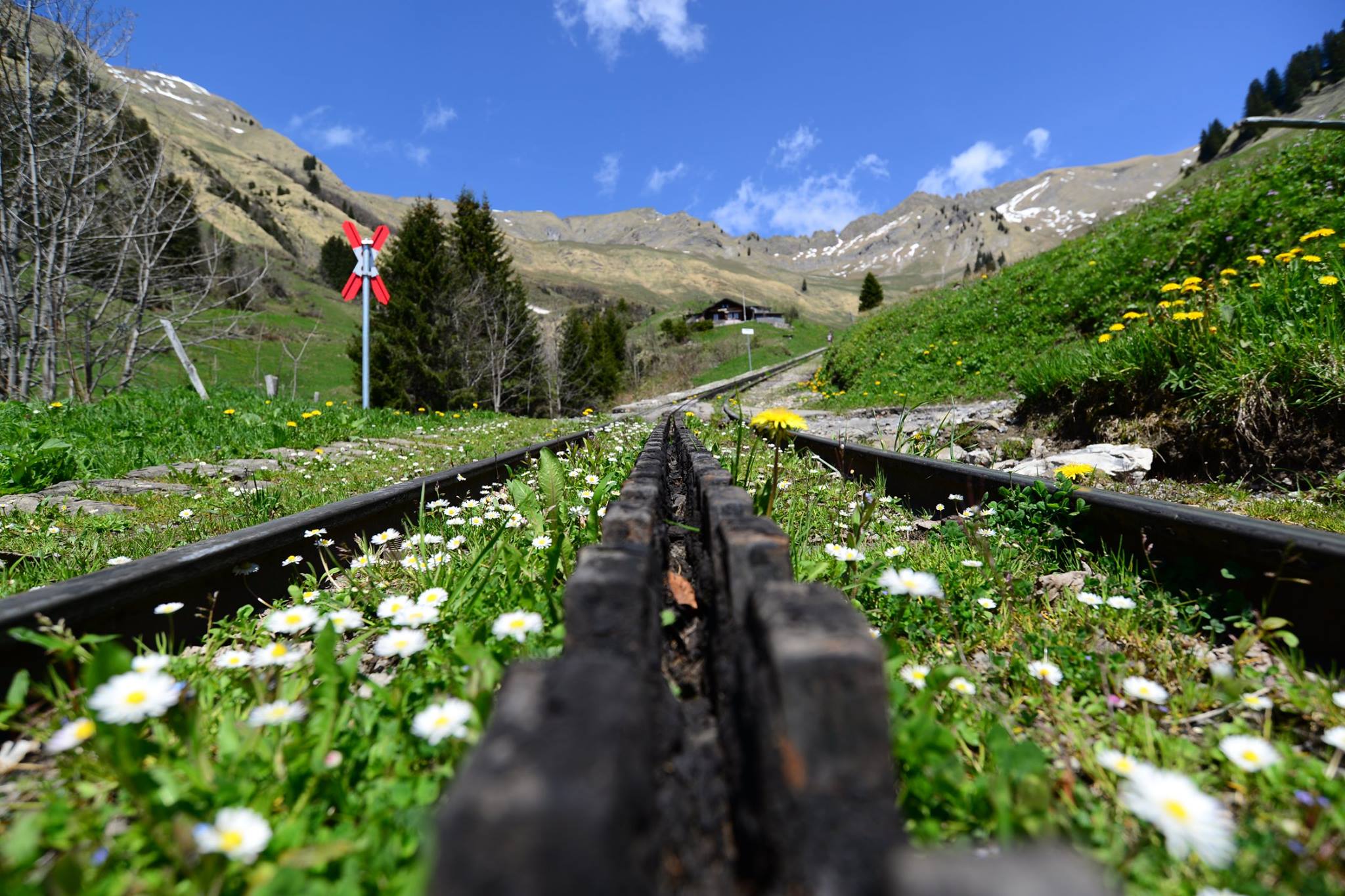 16403127_1730739807255010_6107653853149386388_o