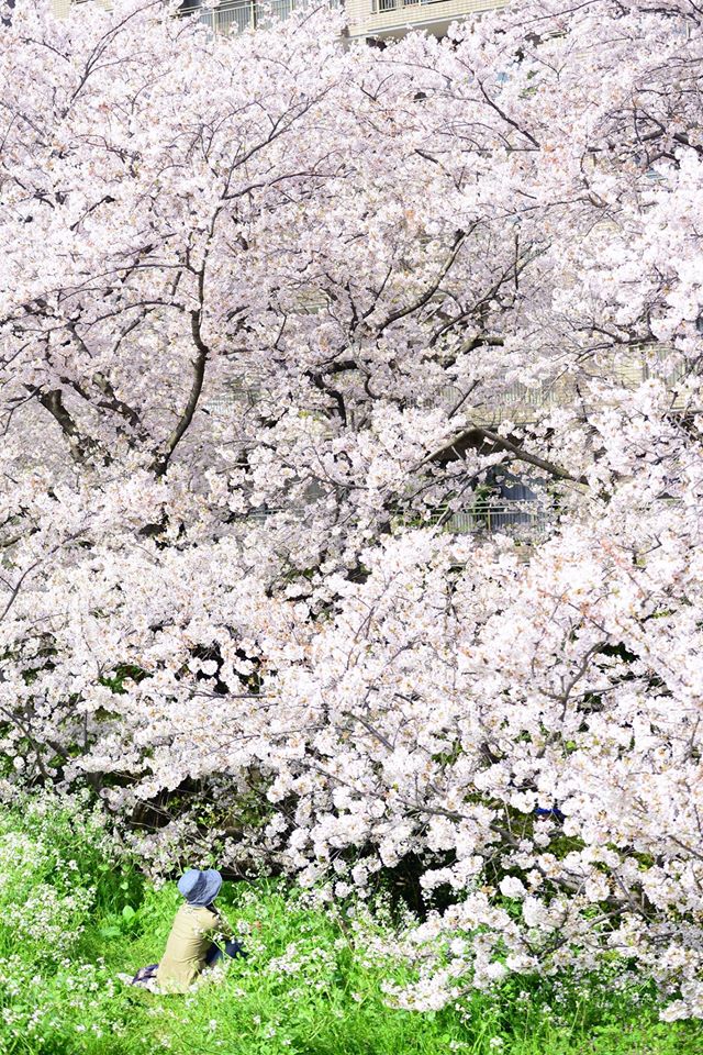 12983366_920475014717196_6804755190399005705_o