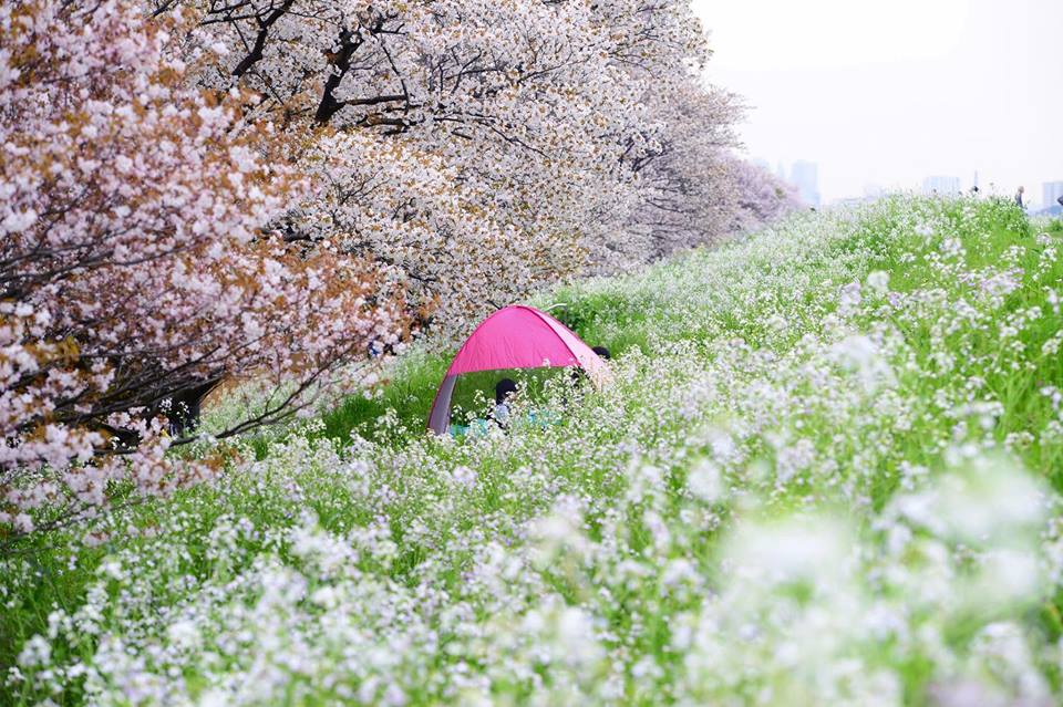 13001151_924176094347088_5057115309926709459_n