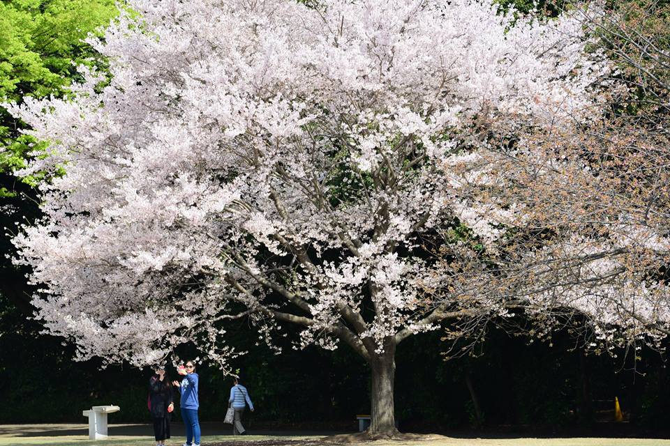 13124742_1583334608662198_1872082627257815287_n