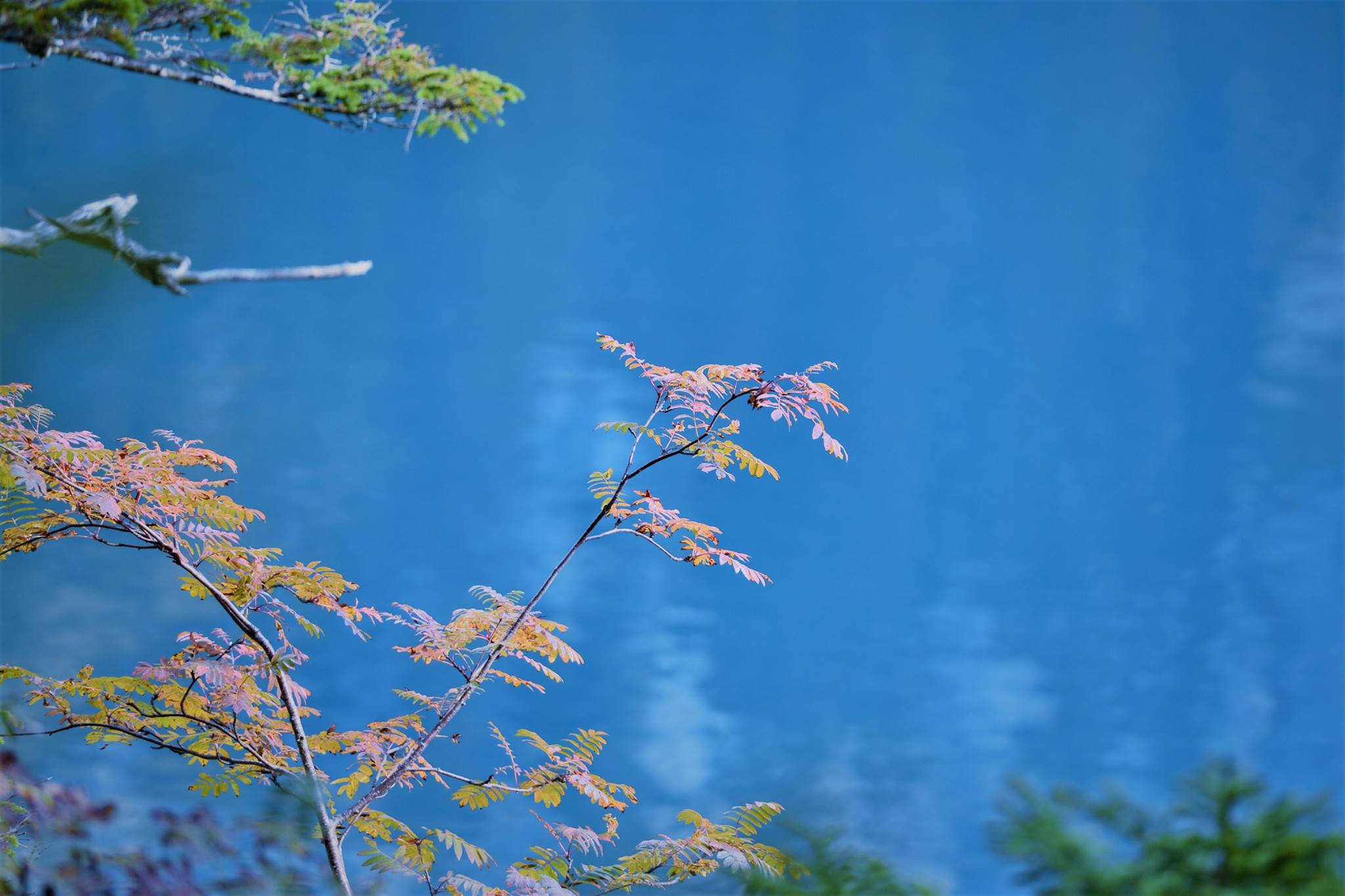 16487436_1736081026720888_6576931120862463064_o