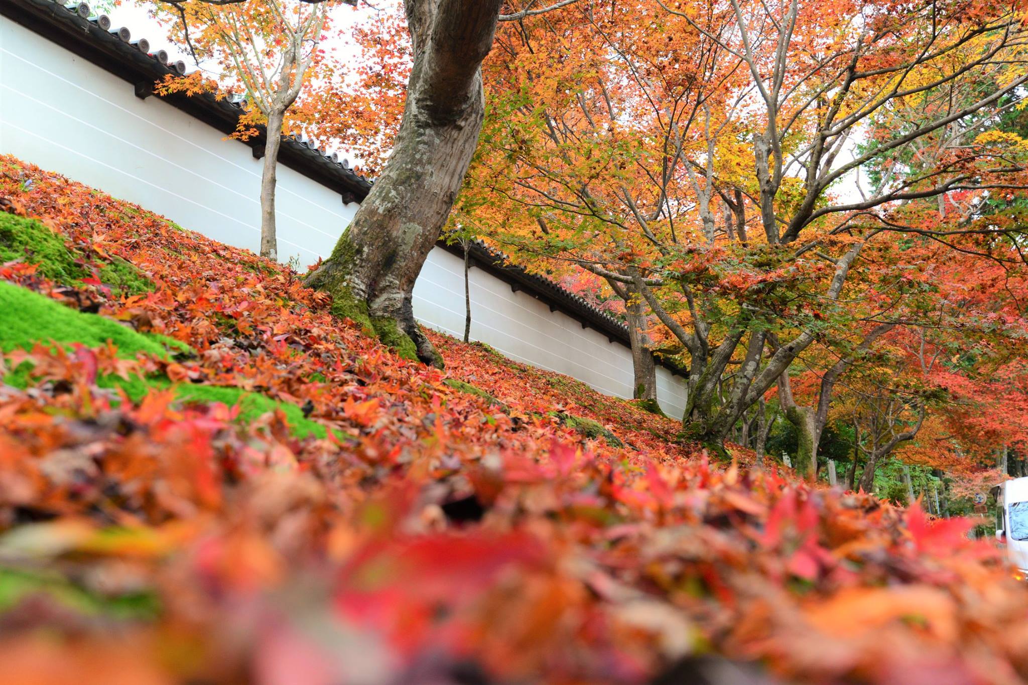 16587345_1738250443170613_4079942331319266314_o