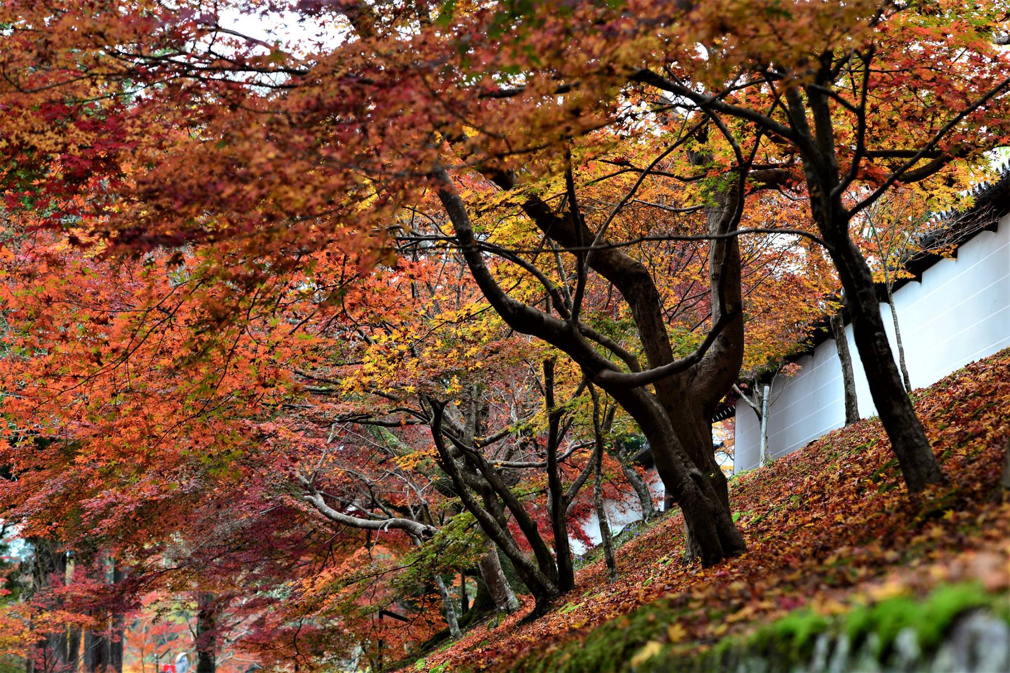 16602052_1738250683170589_5813880995882398254_o