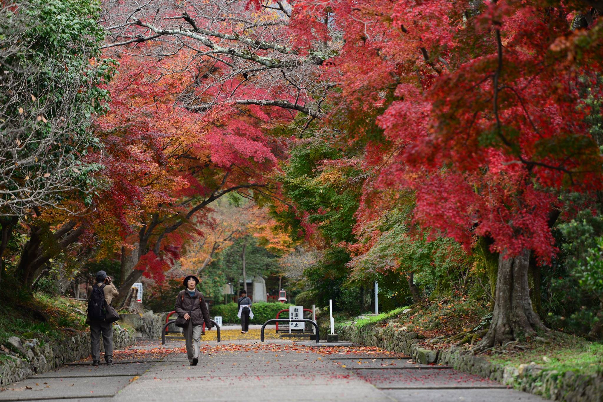 16602553_1738250283170629_3995129985342627632_o