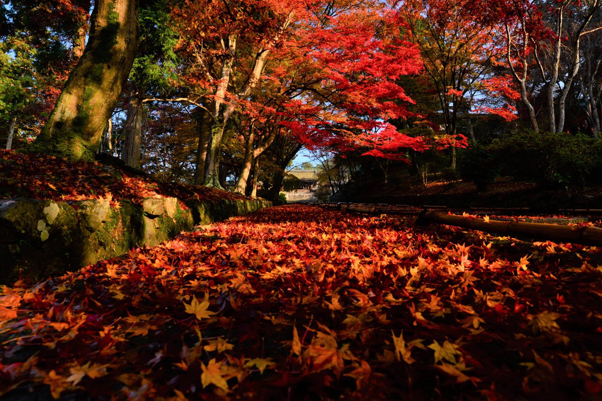 16665547_1738761319786192_5430326693861428263_o