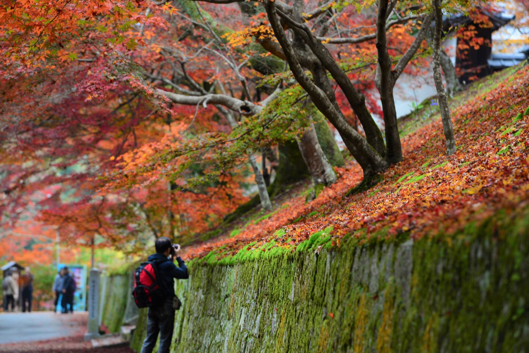 16665645_1738250719837252_7735924003305150984_o