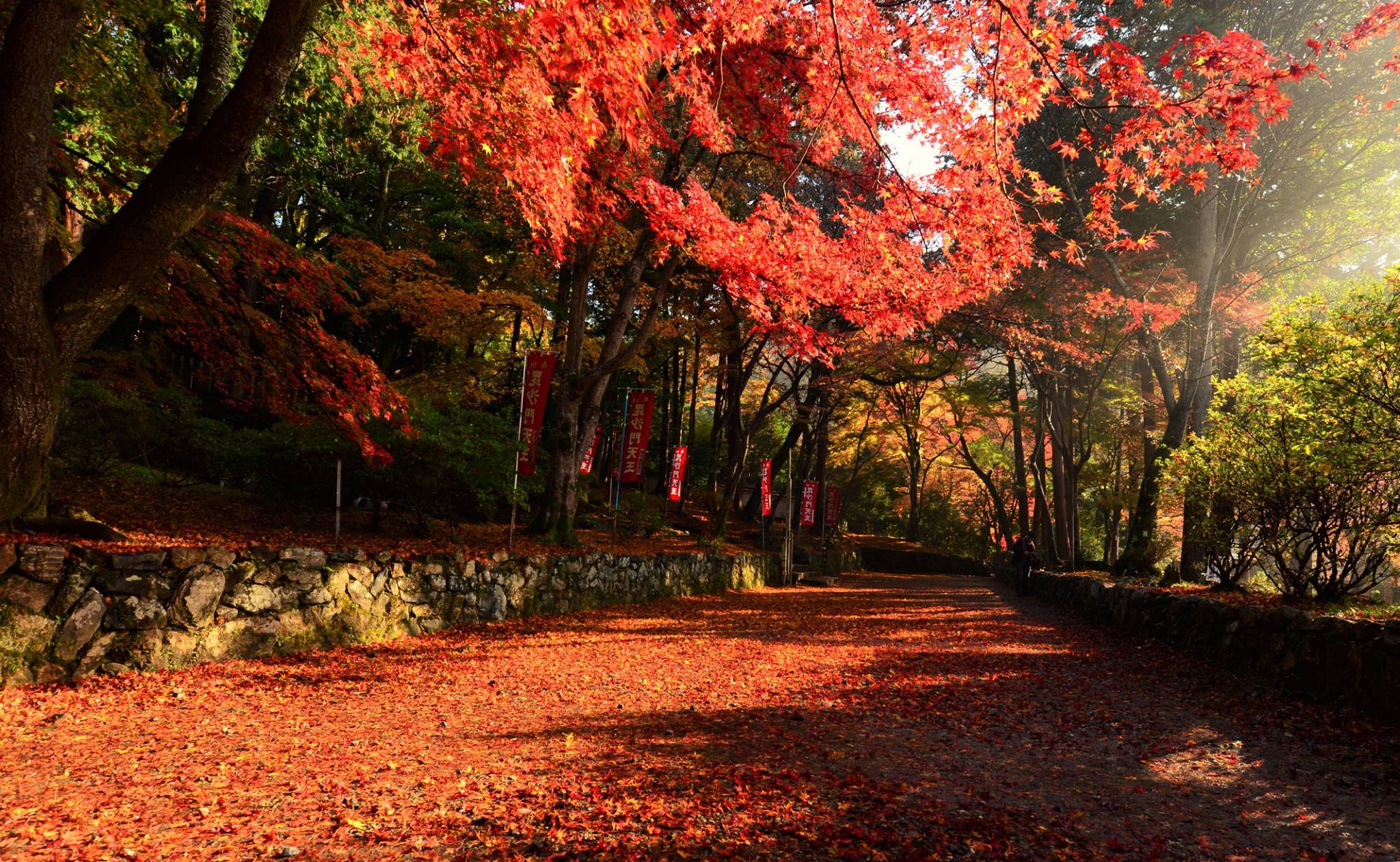 16665885_1738761763119481_2379284091346179108_o