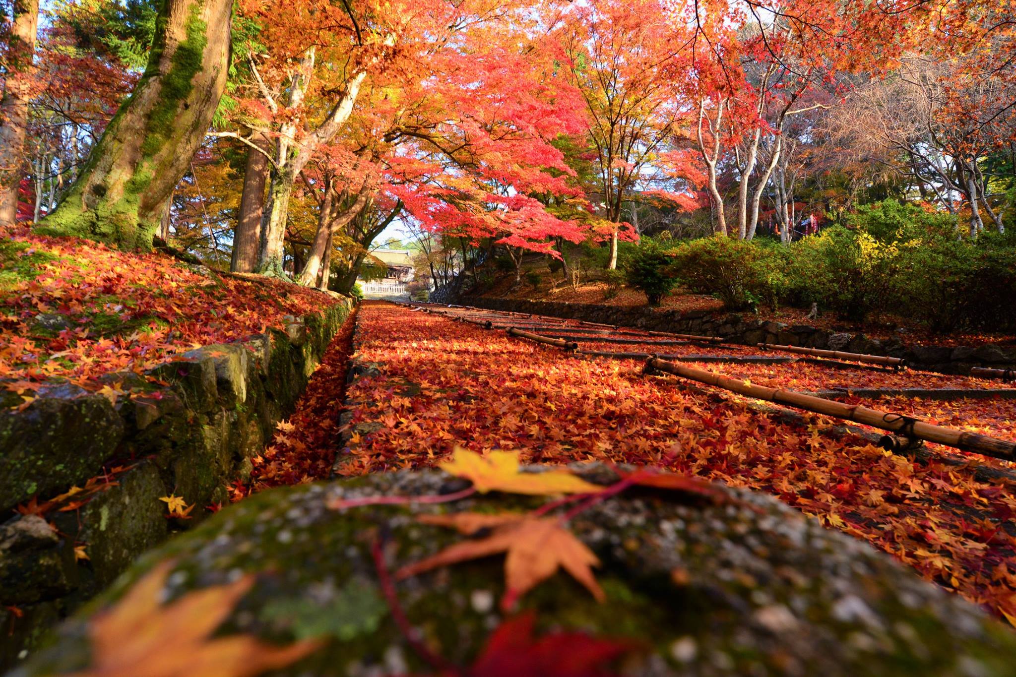 16700365_1738761413119516_814208497992411506_o