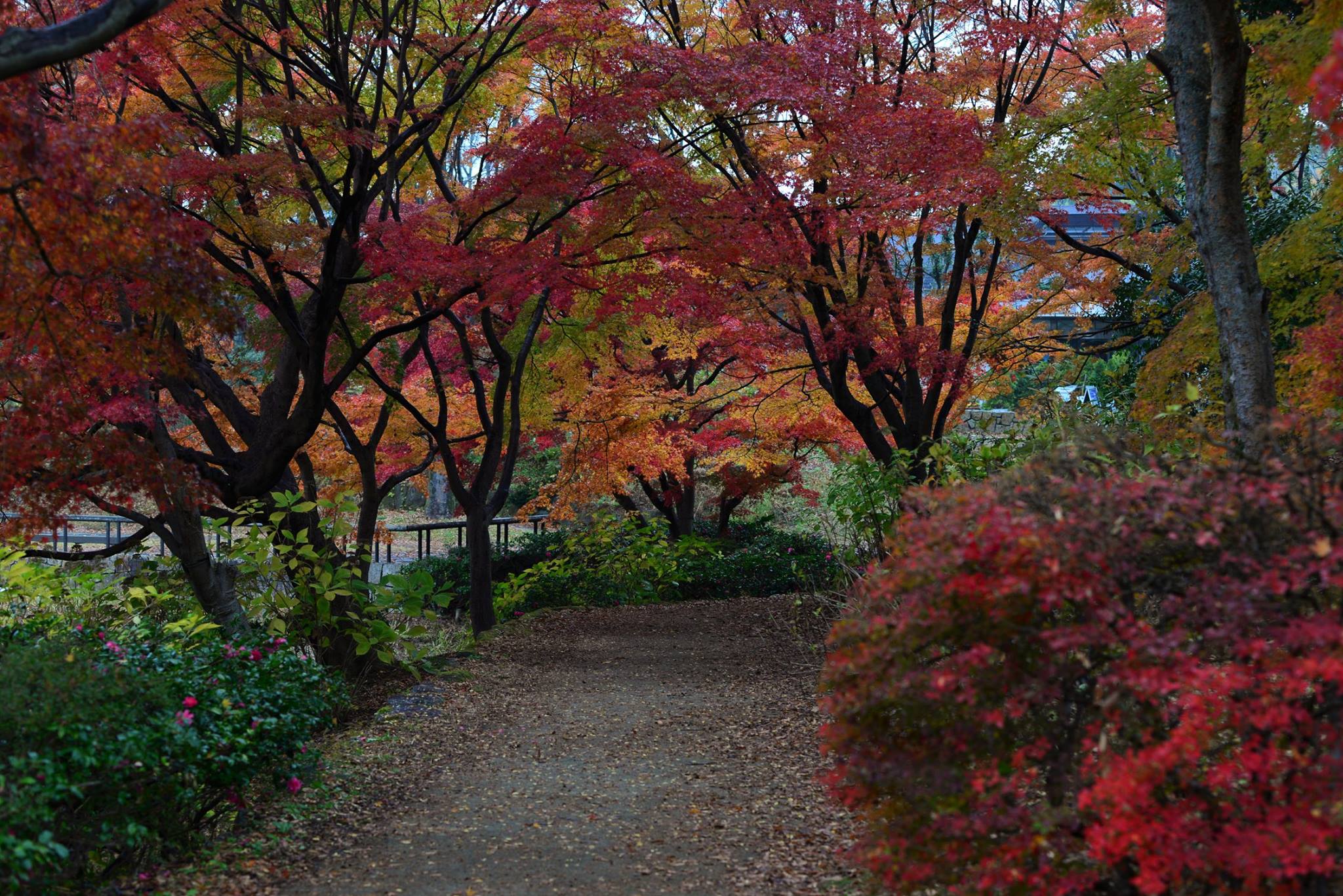 16700399_1743289566000034_5866715479352434257_o