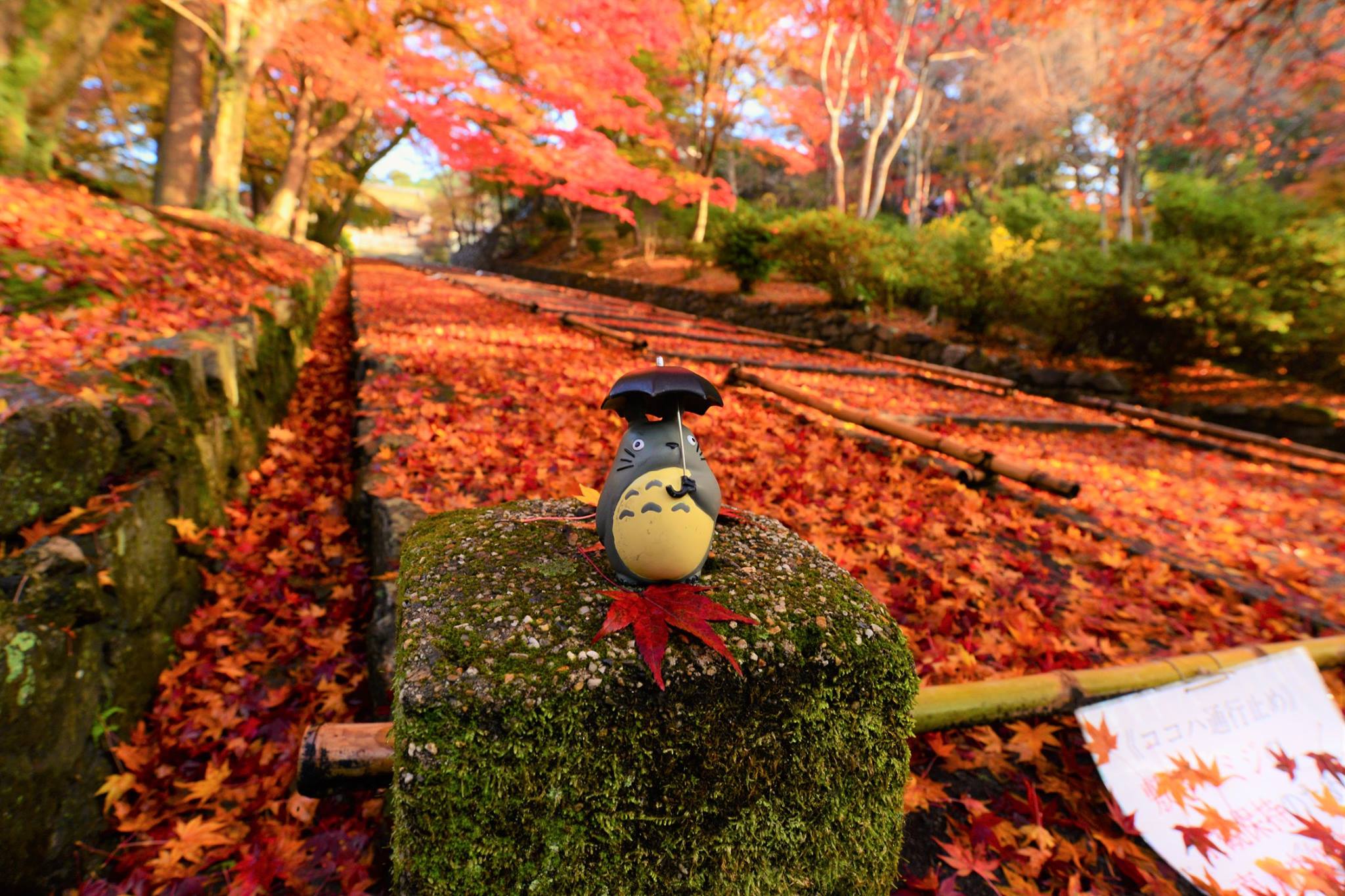 16700477_1738761423119515_5400525917421682331_o