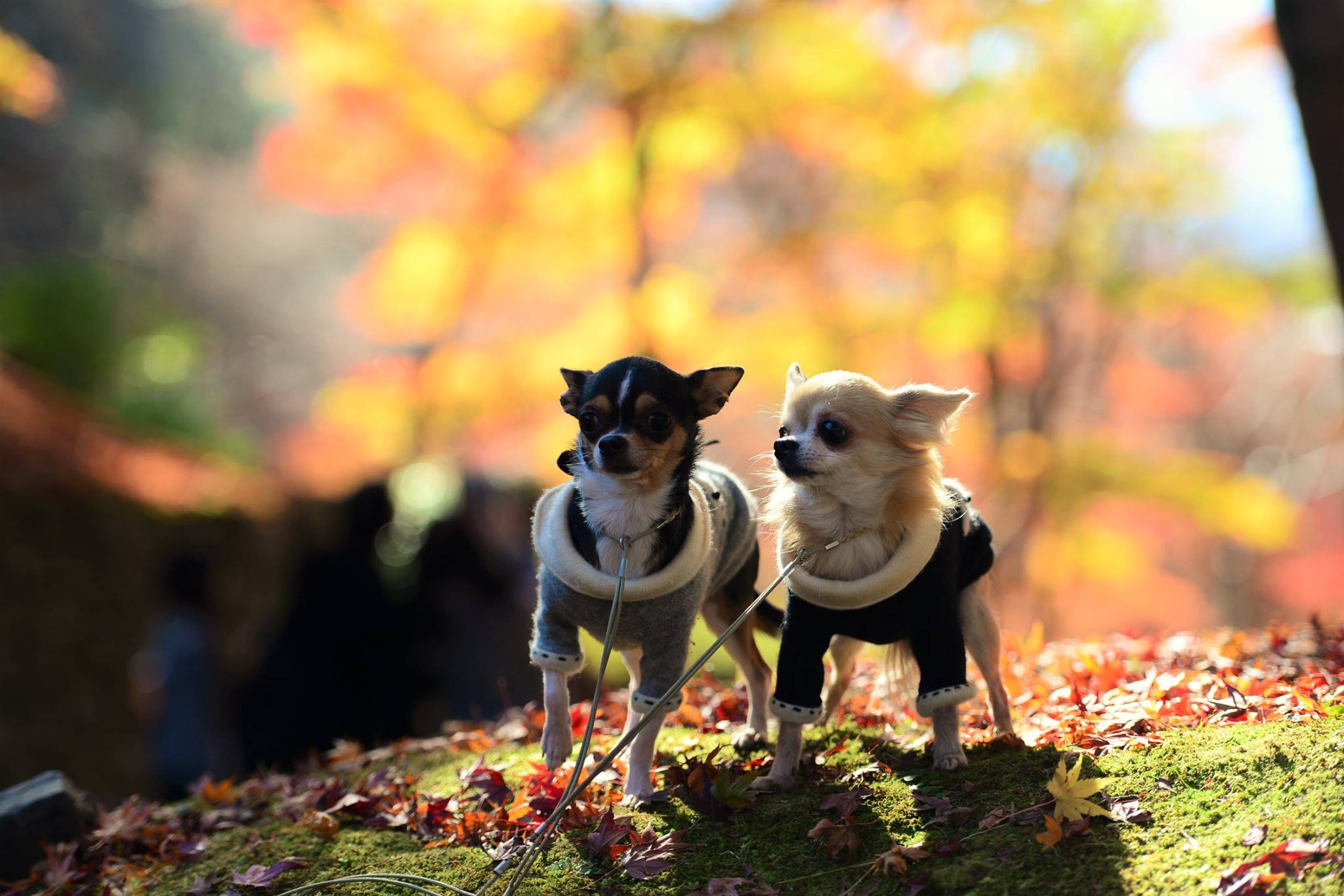 16707280_1738761843119473_1090375903797149916_o