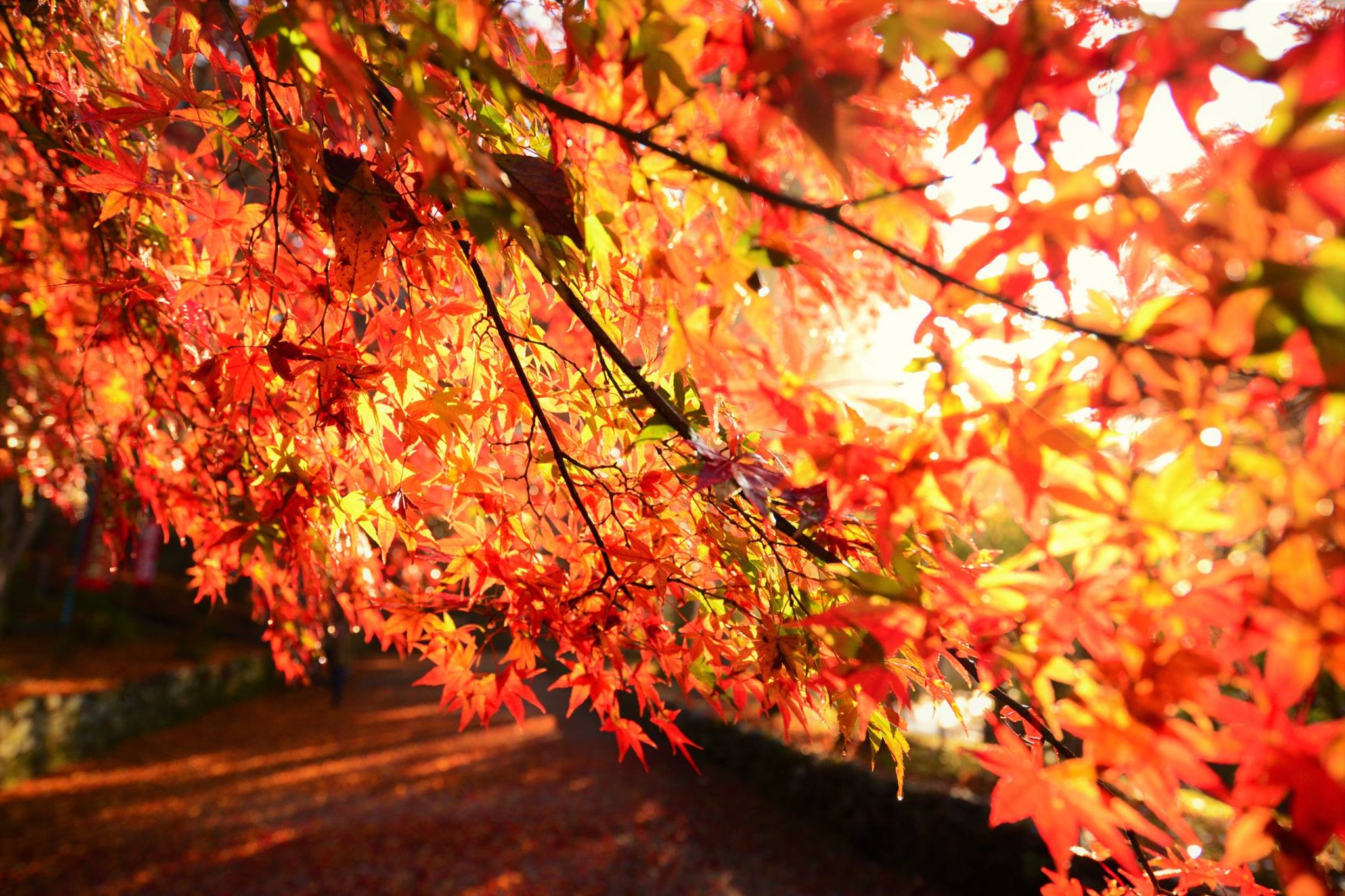 16707486_1738761293119528_4795092143520333560_o