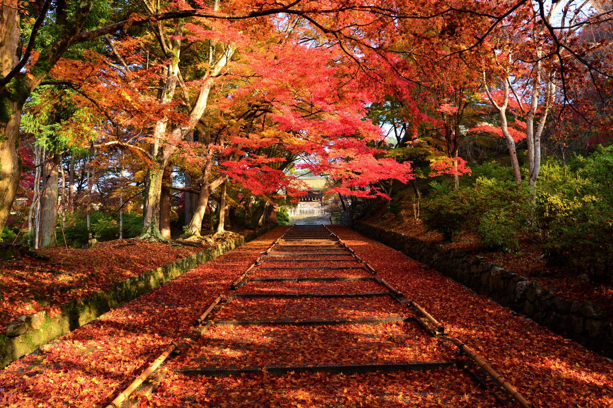 16715964_1738761353119522_5583045652093334848_o