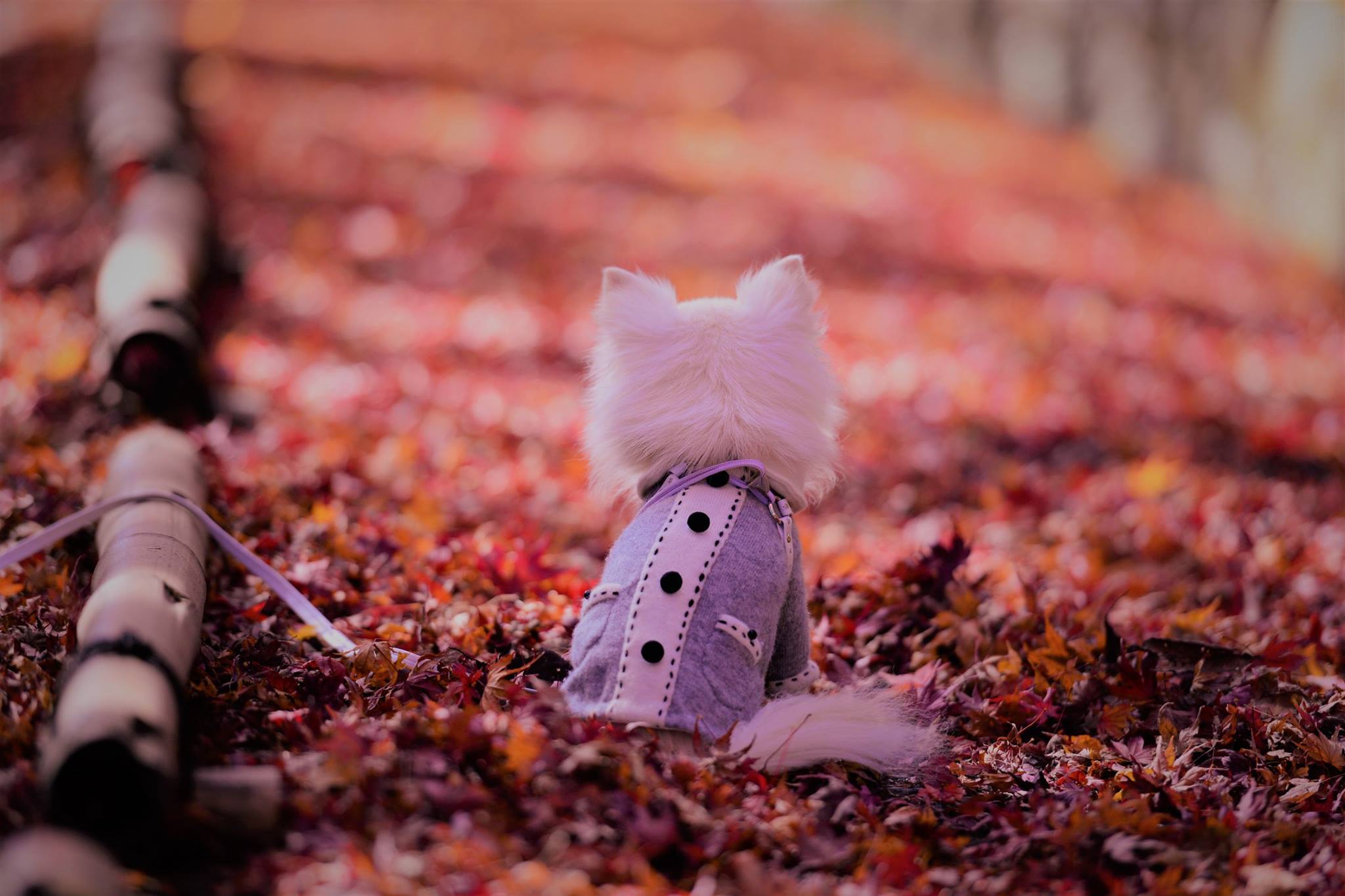 16716228_1738761876452803_8621064930630778194_o