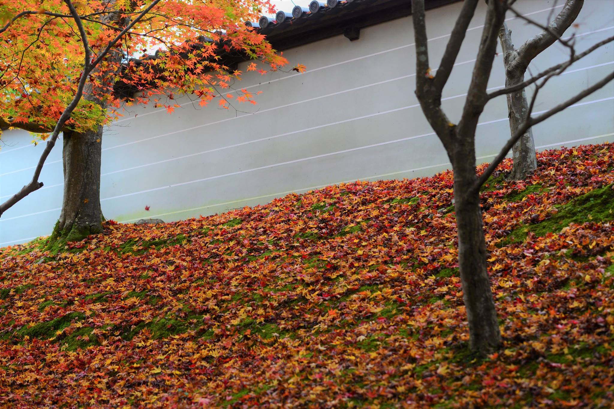 16716345_1738250743170583_7965061455439966313_o