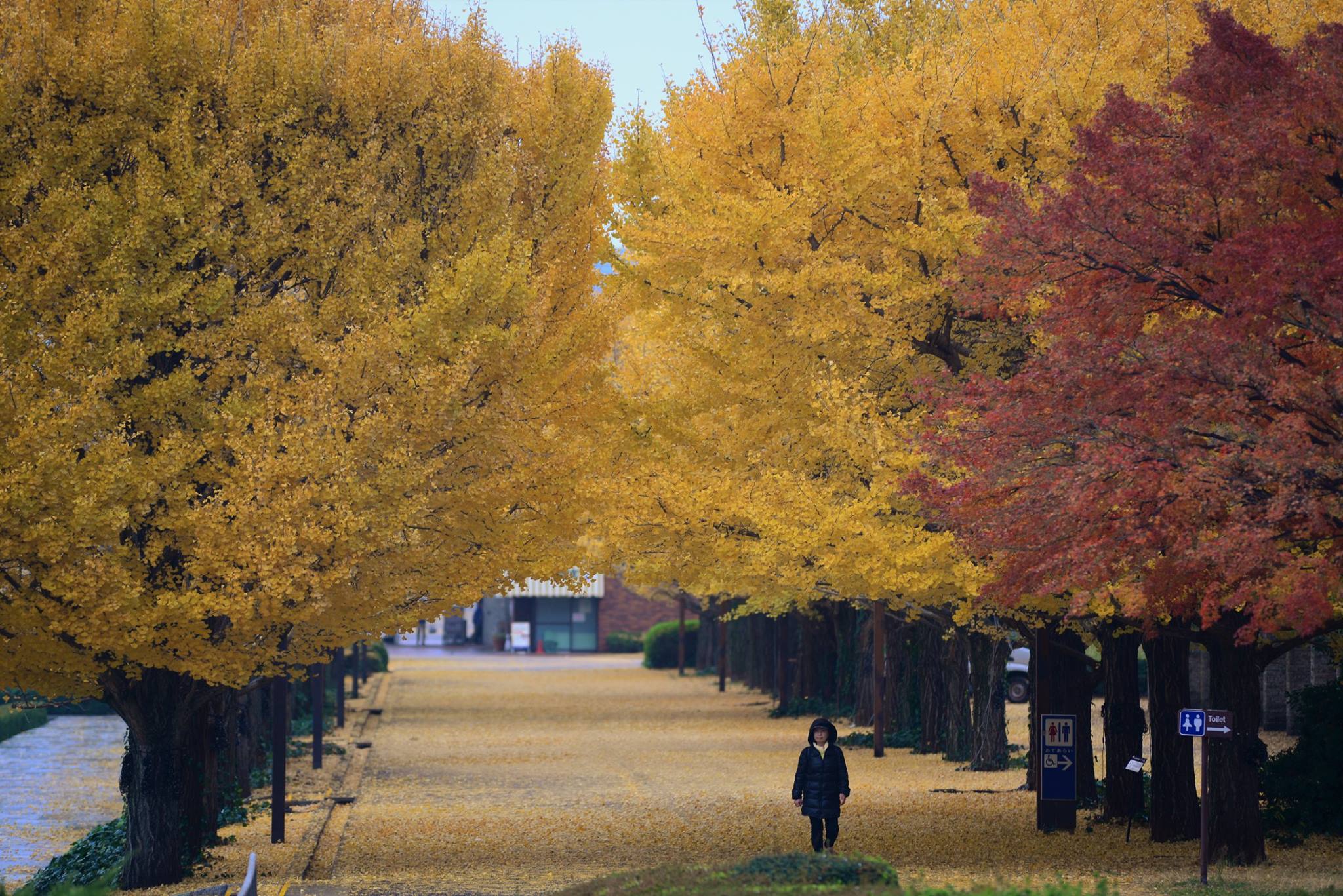 16826003_1743289452666712_2136810829993798728_o