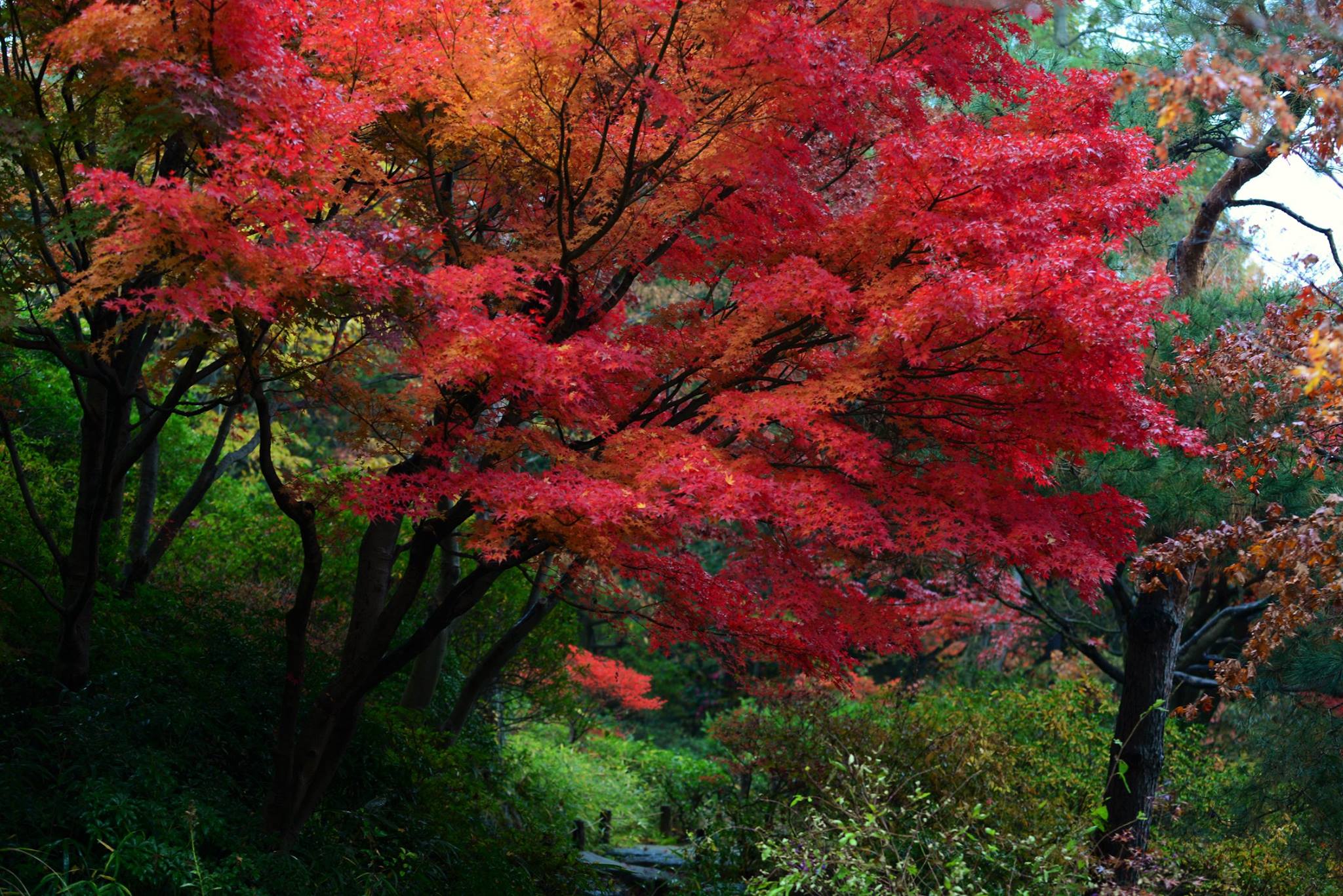 16826067_1743289546000036_7654534634920292643_o