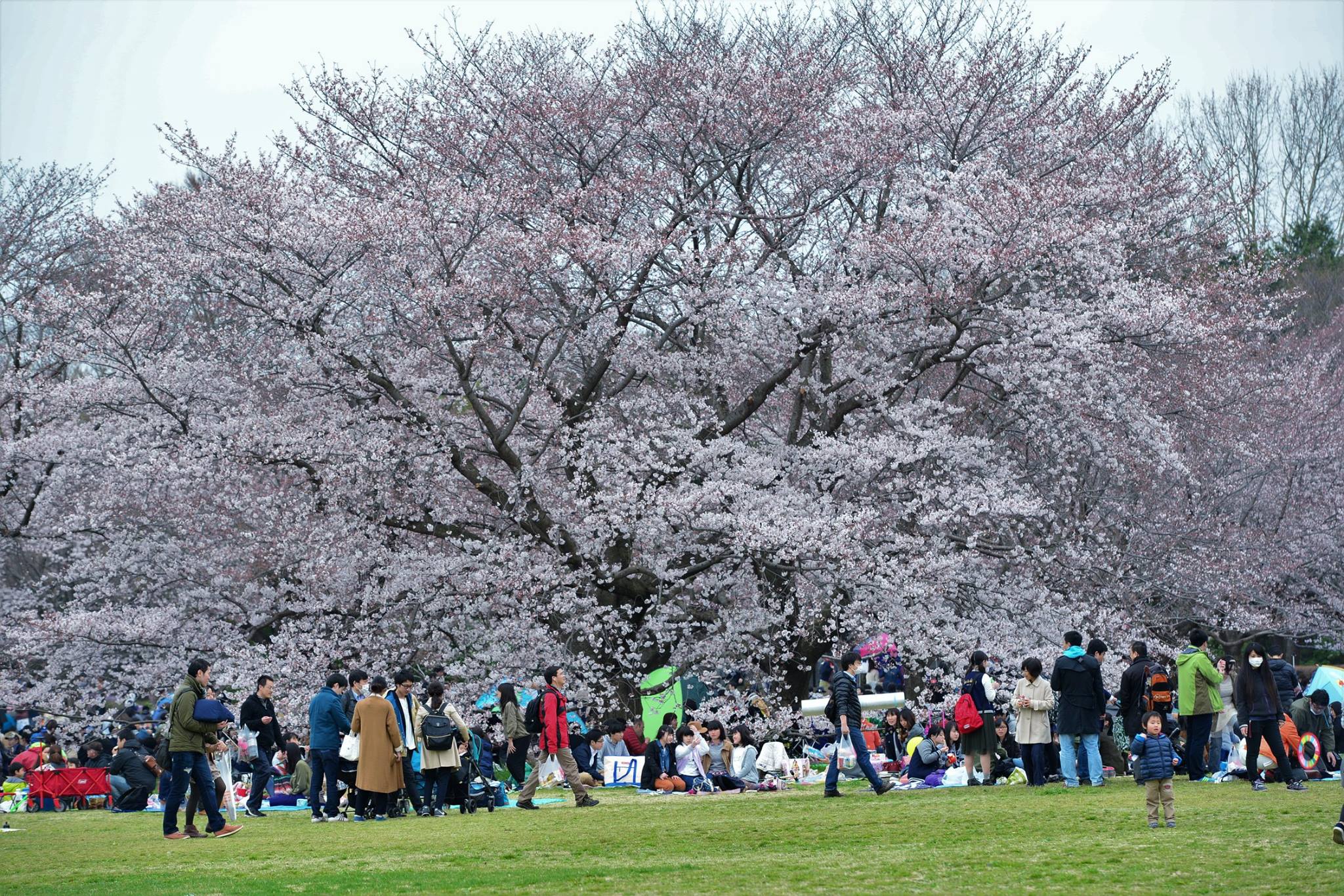 16826217_1743289929333331_386889241094940730_o