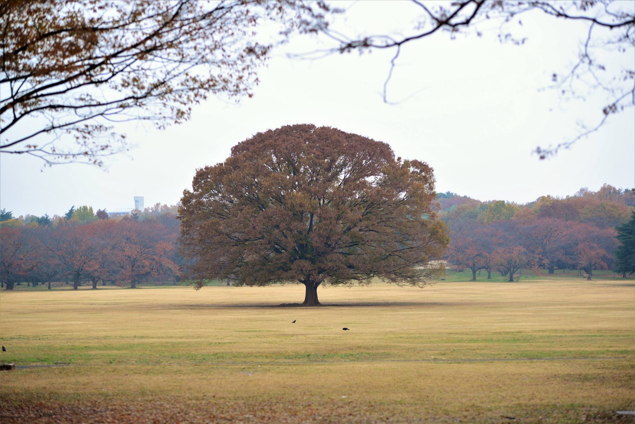 16836090_1743289509333373_2090506501853171381_o