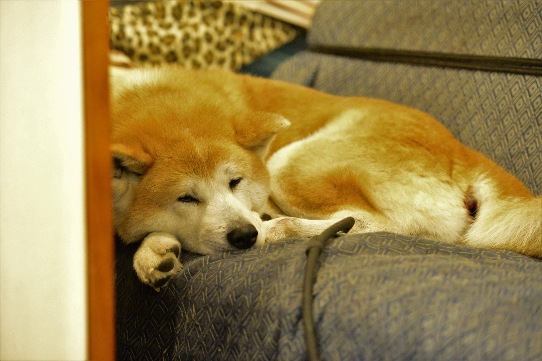 16904603_1746966652298992_4414144661910540568_o