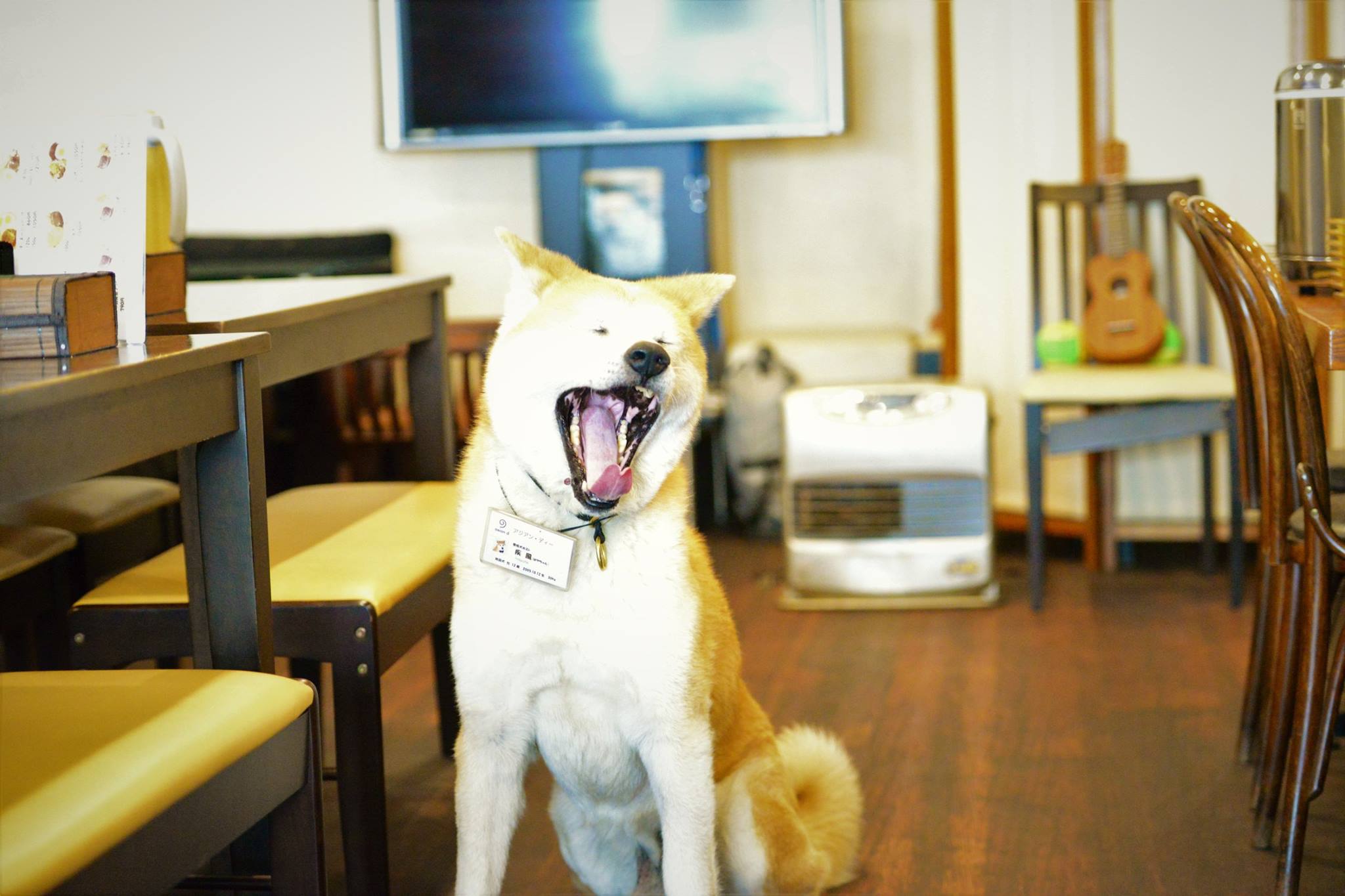 16991942_1746966578965666_3509305240775193453_o