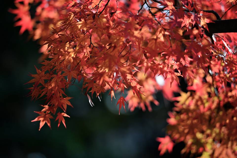 o1nnivggj26Tq8AnYy9-o