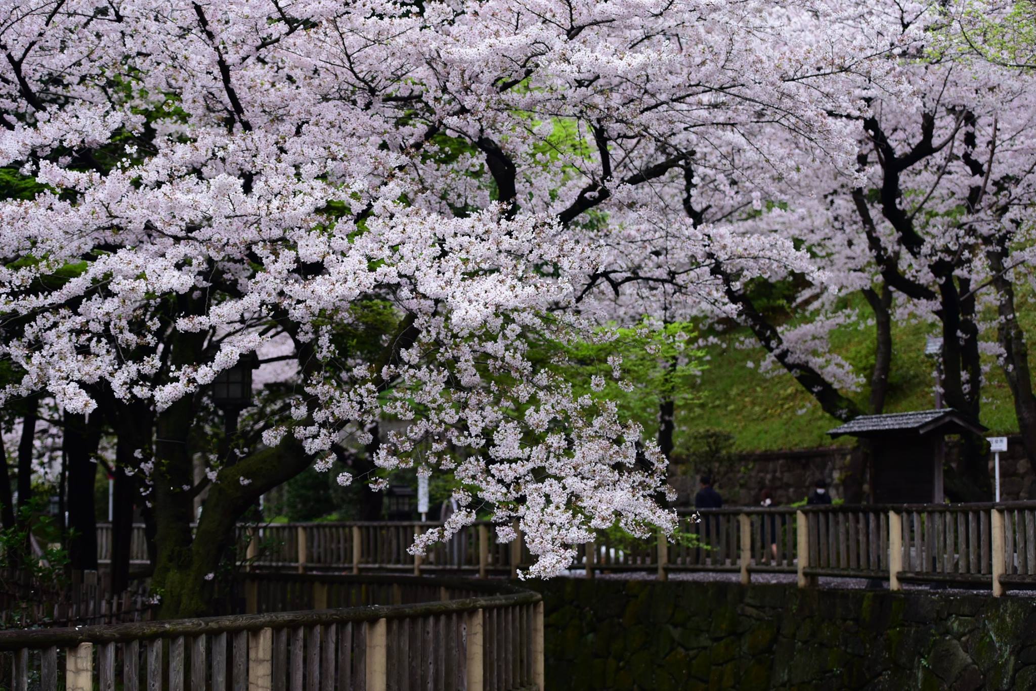 27709564_1921148761547446_7015879657223918303_o