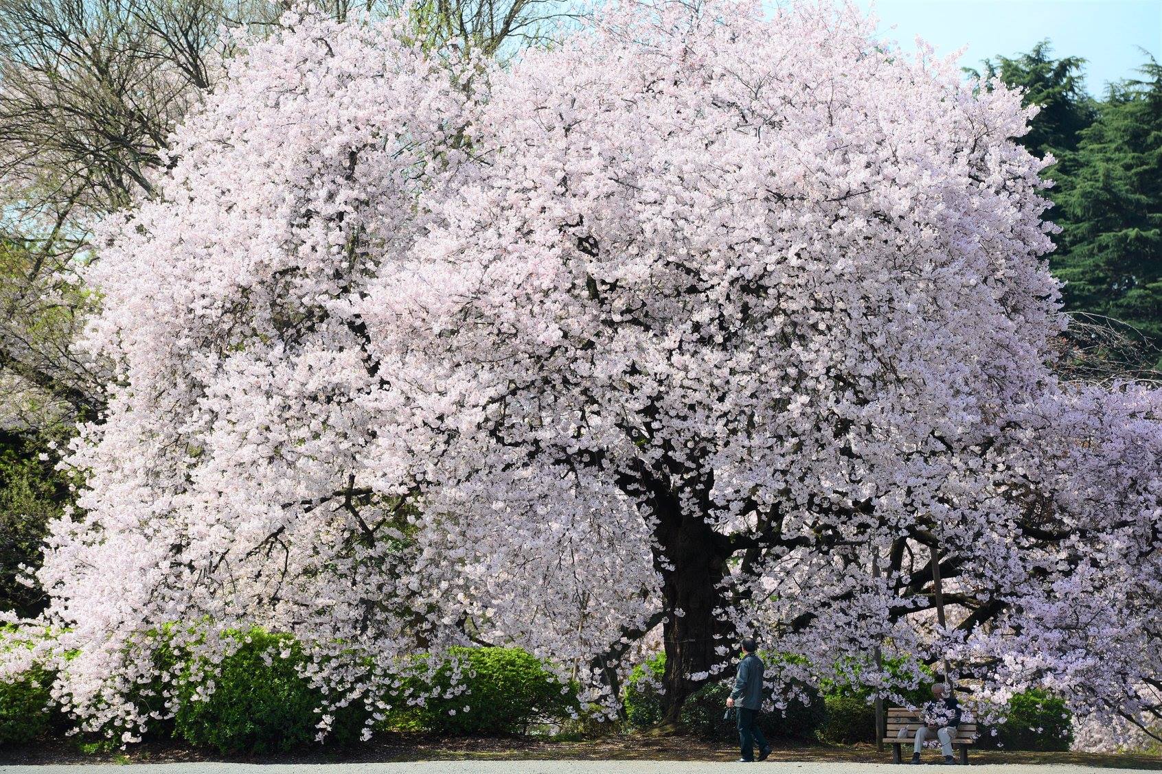 41452281_2079189285743392_6973819371533631488_o