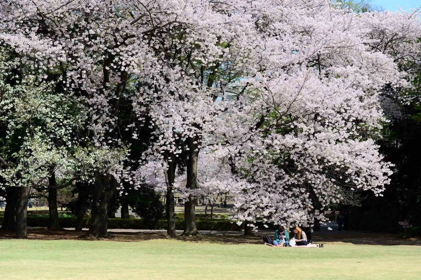 41487128_2079189112410076_7243371922757517312_o