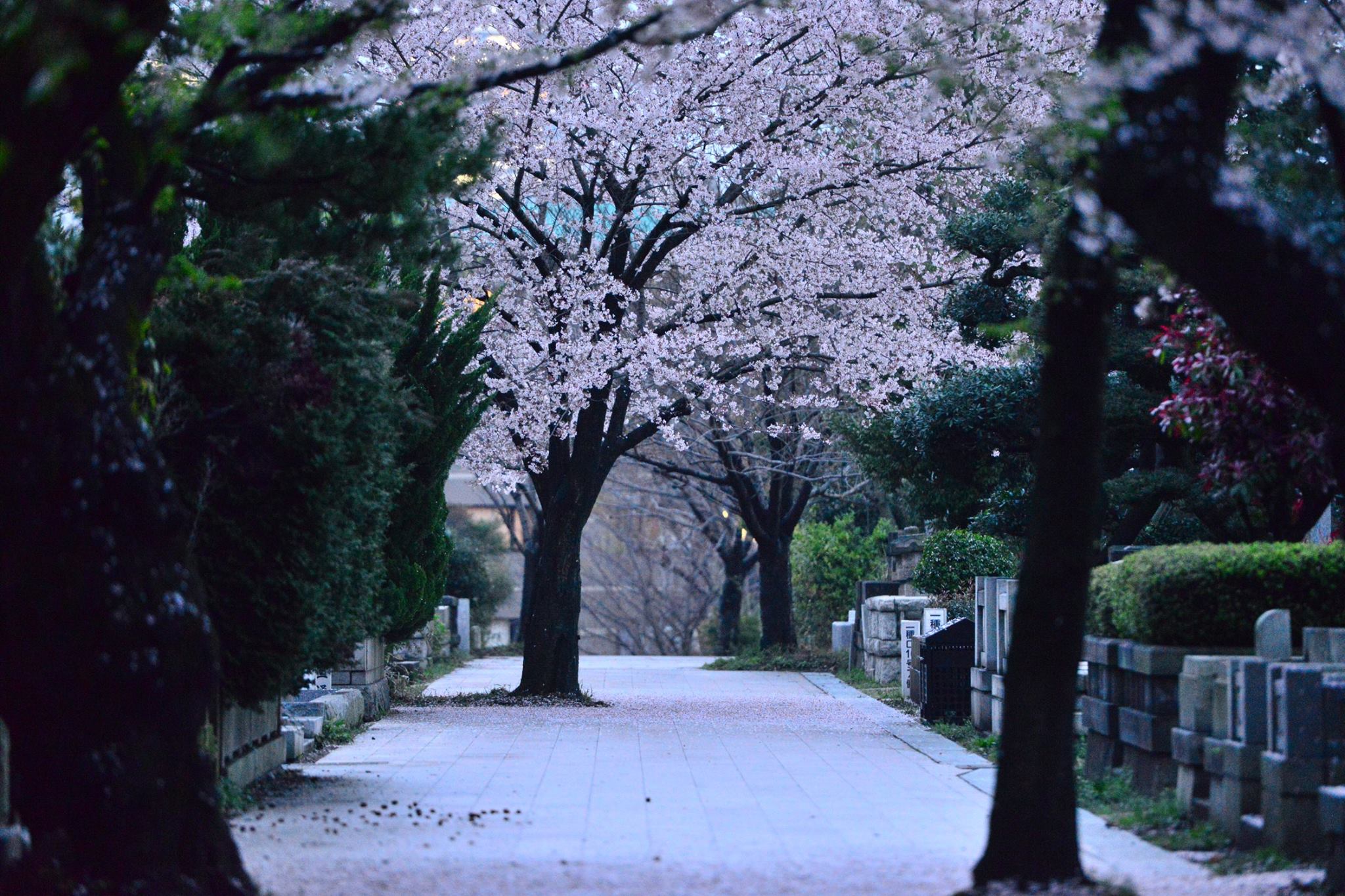 o5cjadervjywtsa4lov-o