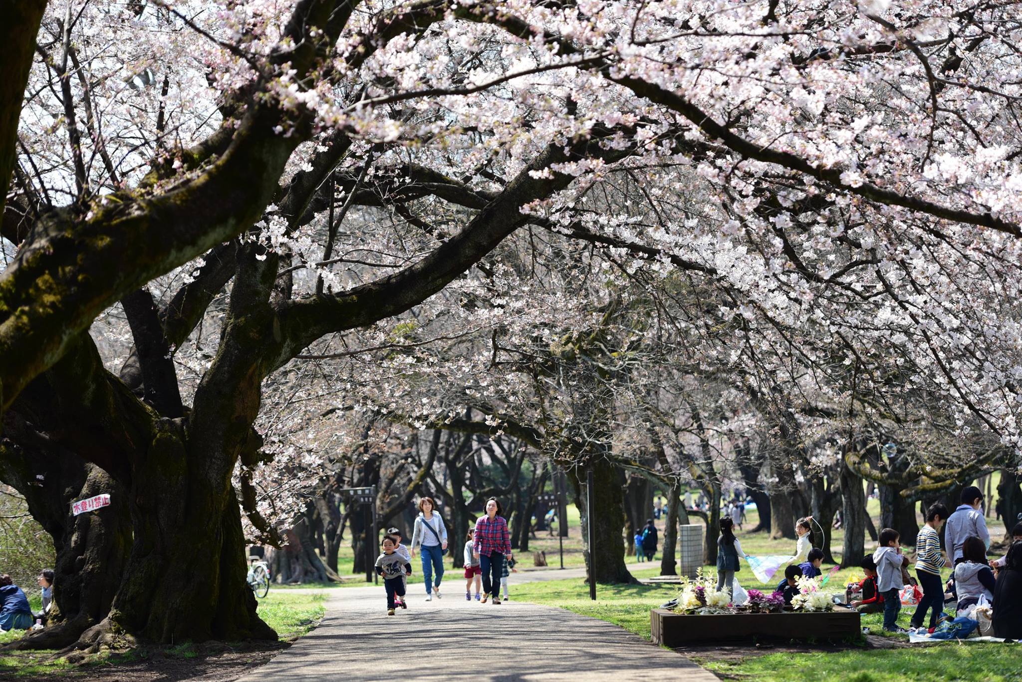 17917416_1775990846063239_1864888707416459882_o