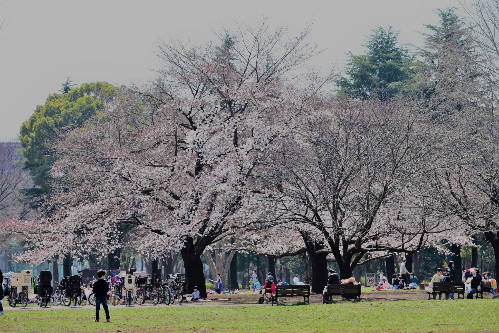 18056046_1775990429396614_6849195440162619896_o