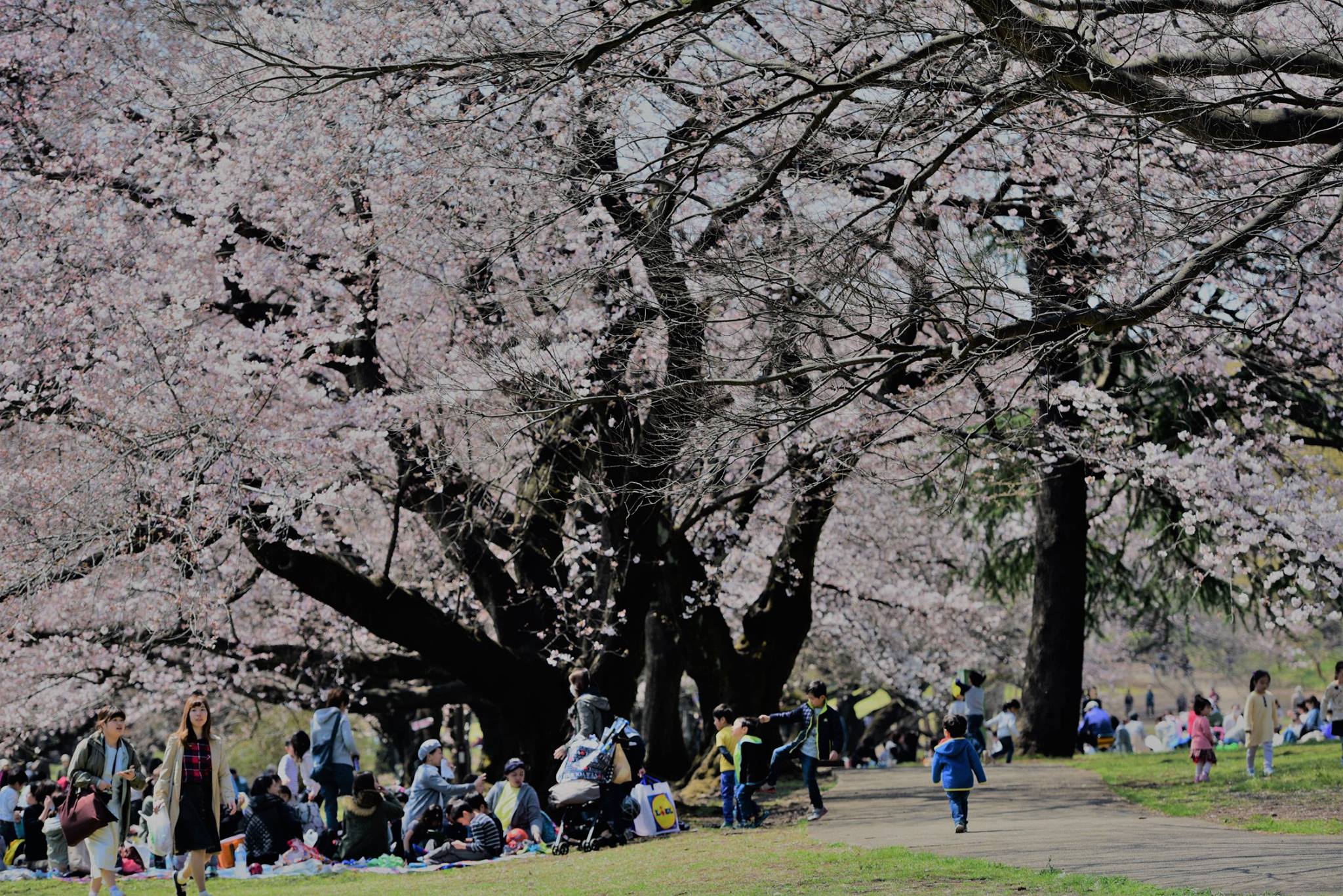 18121301_1778189382510052_2536610621979428931_o