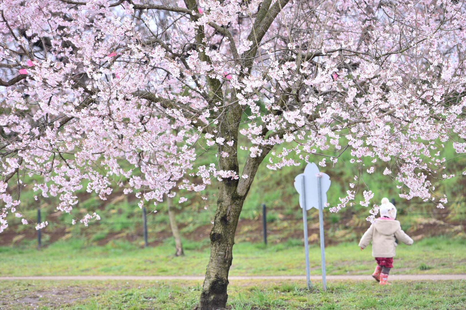 17545427_1619425911431254_4005266539241492220_o