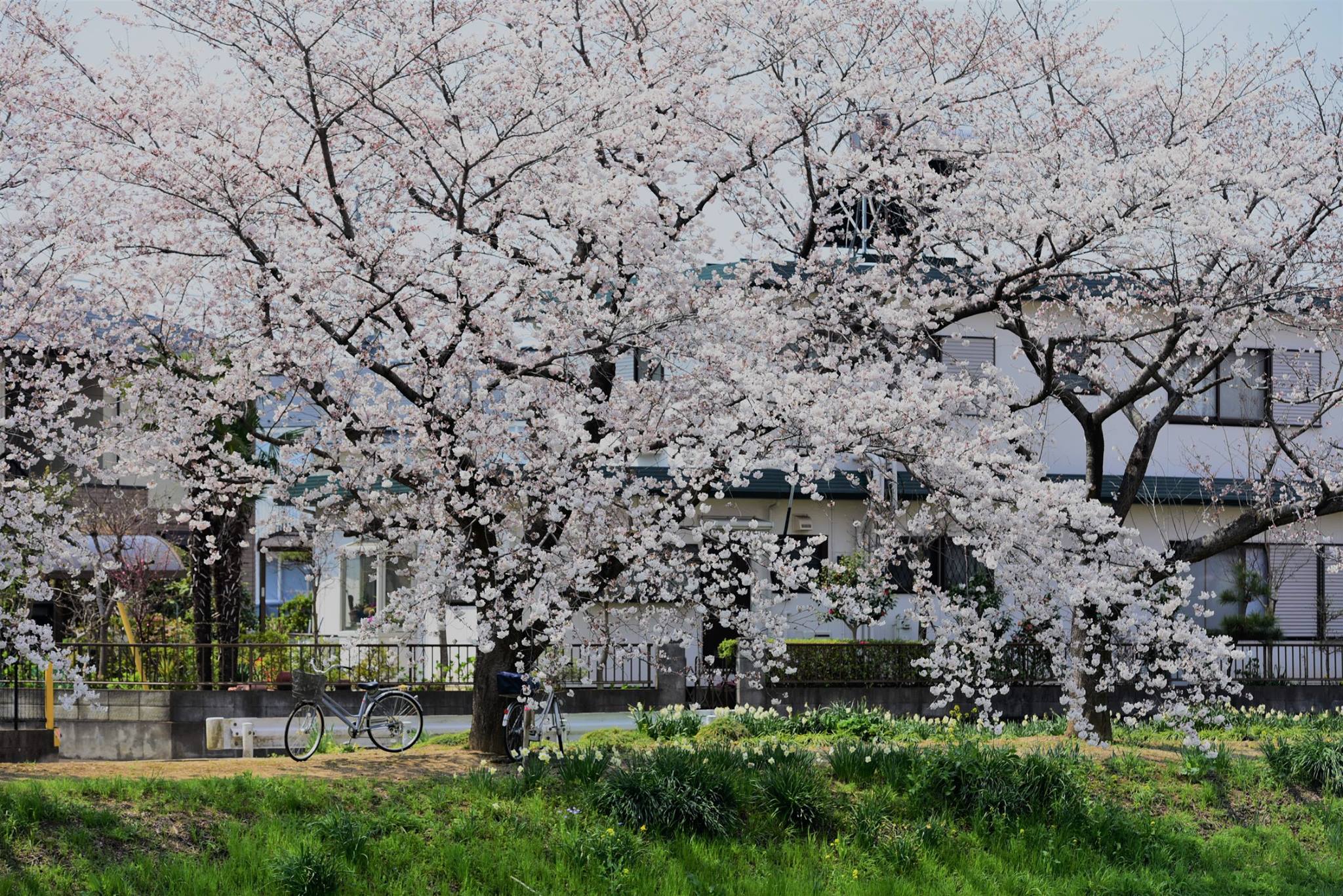 17917848_1778183999177257_5677502575946087124_o