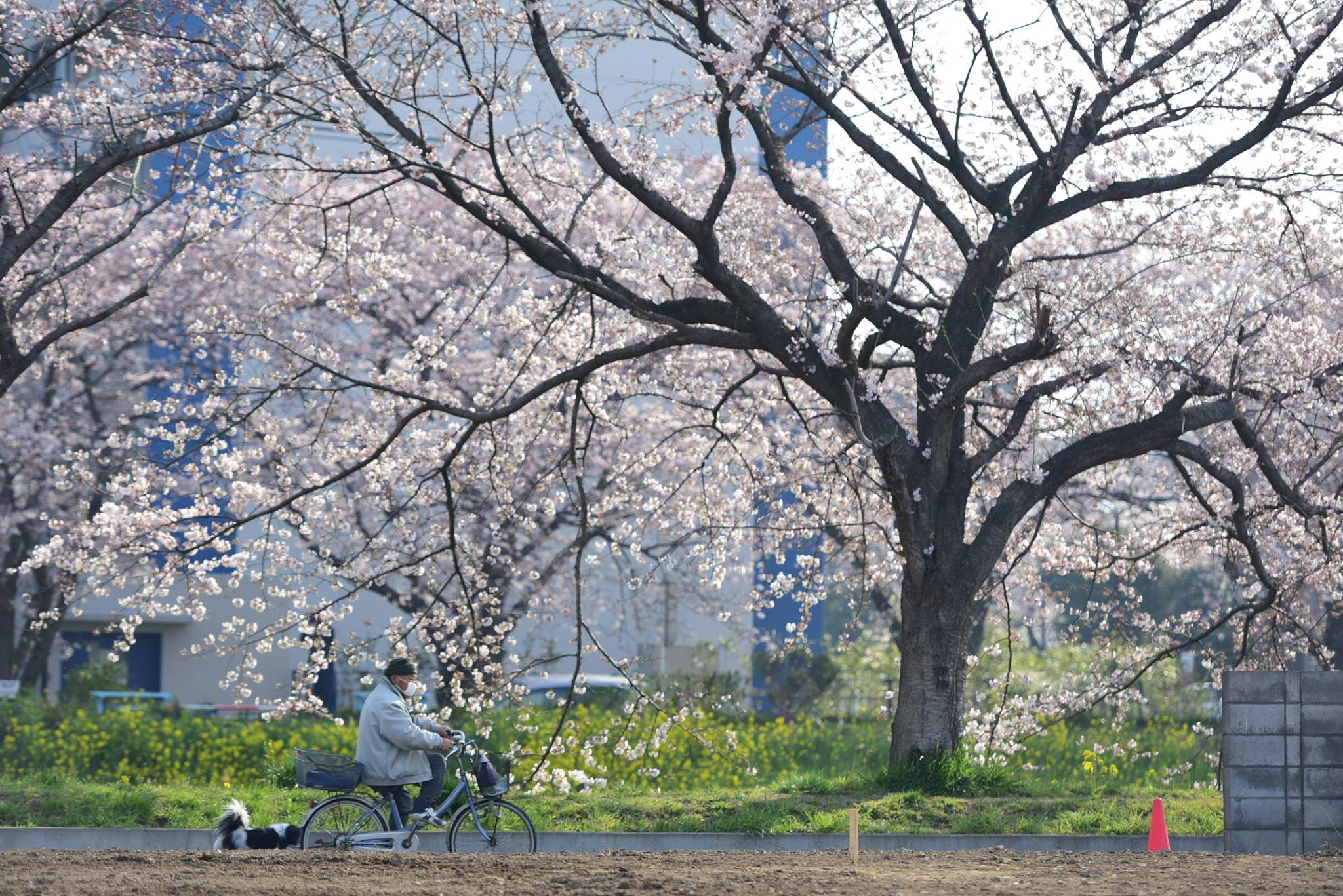 17991768_1778184589177198_2614358368667786382_o