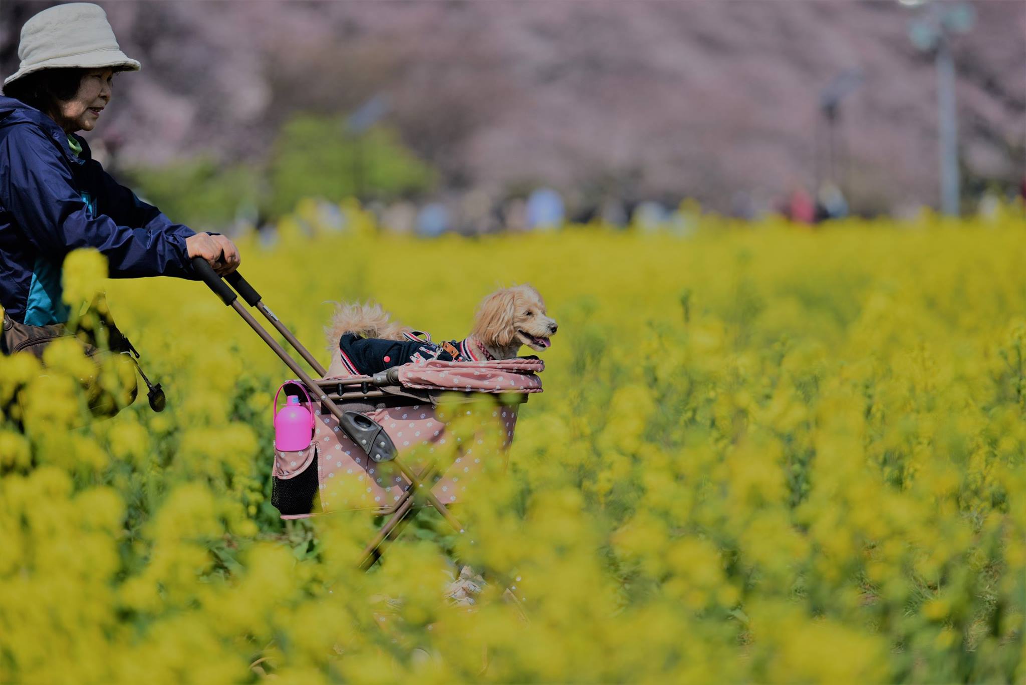 18193126_1782418978753759_954891767434787587_o