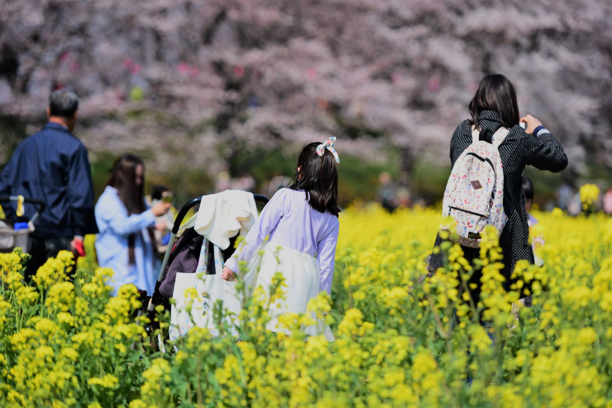 18209210_1782418948753762_3177809828760677099_o