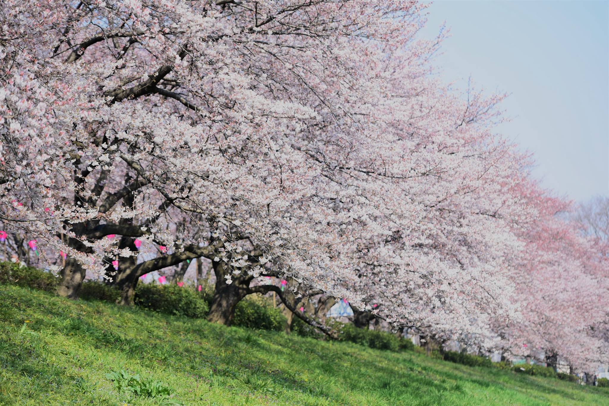 18209389_1782419532087037_489816369829384240_o