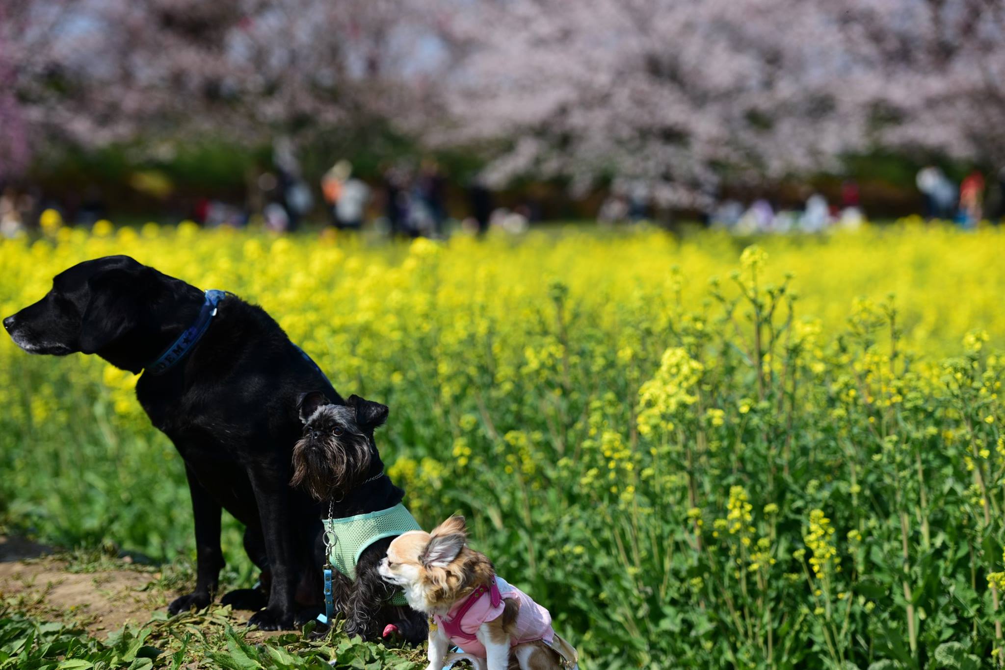 18216750_1782419015420422_1599647686625778965_o