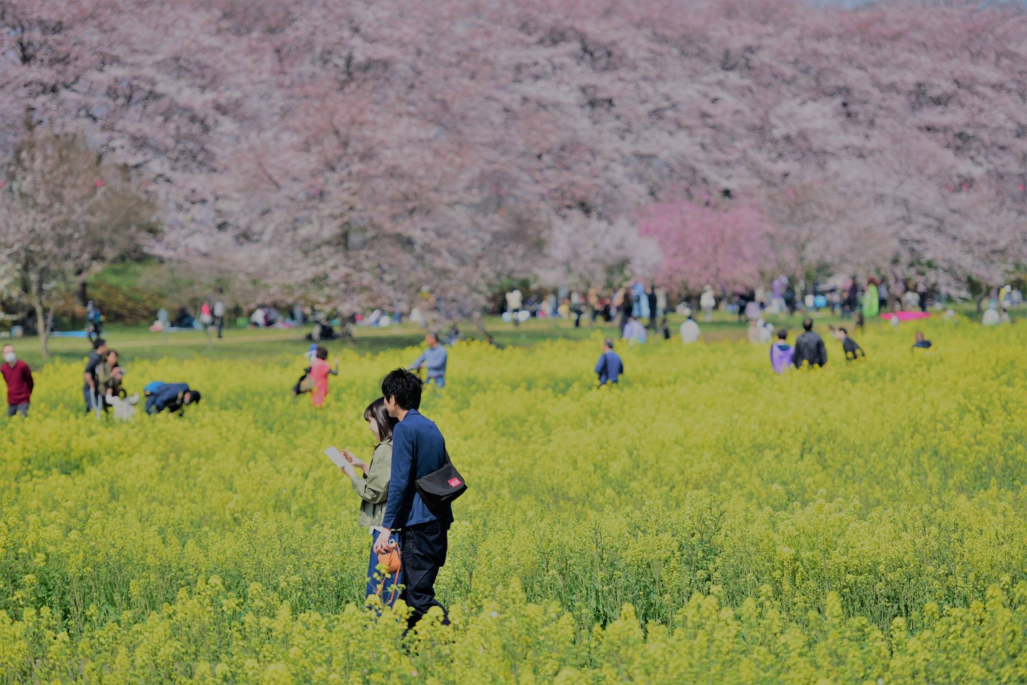 18238051_1782418898753767_3823609682880829584_o