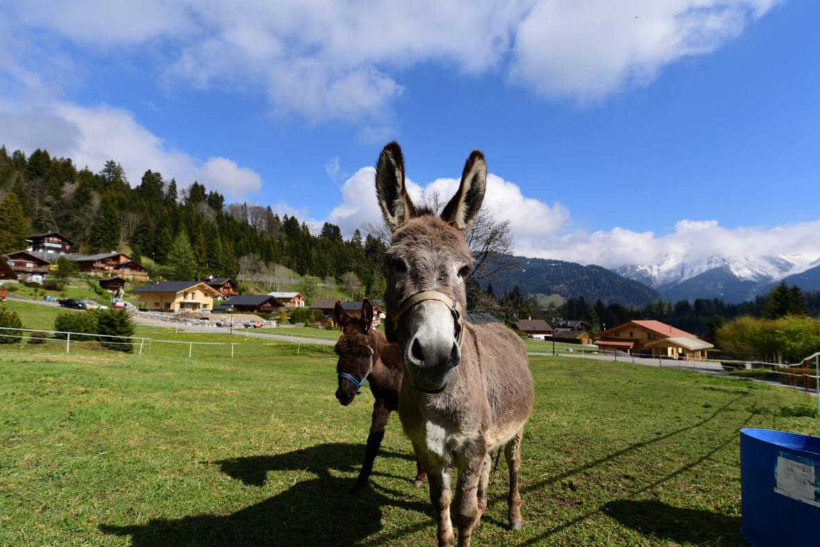 18558709_1790110271317963_7045790511041967865_o