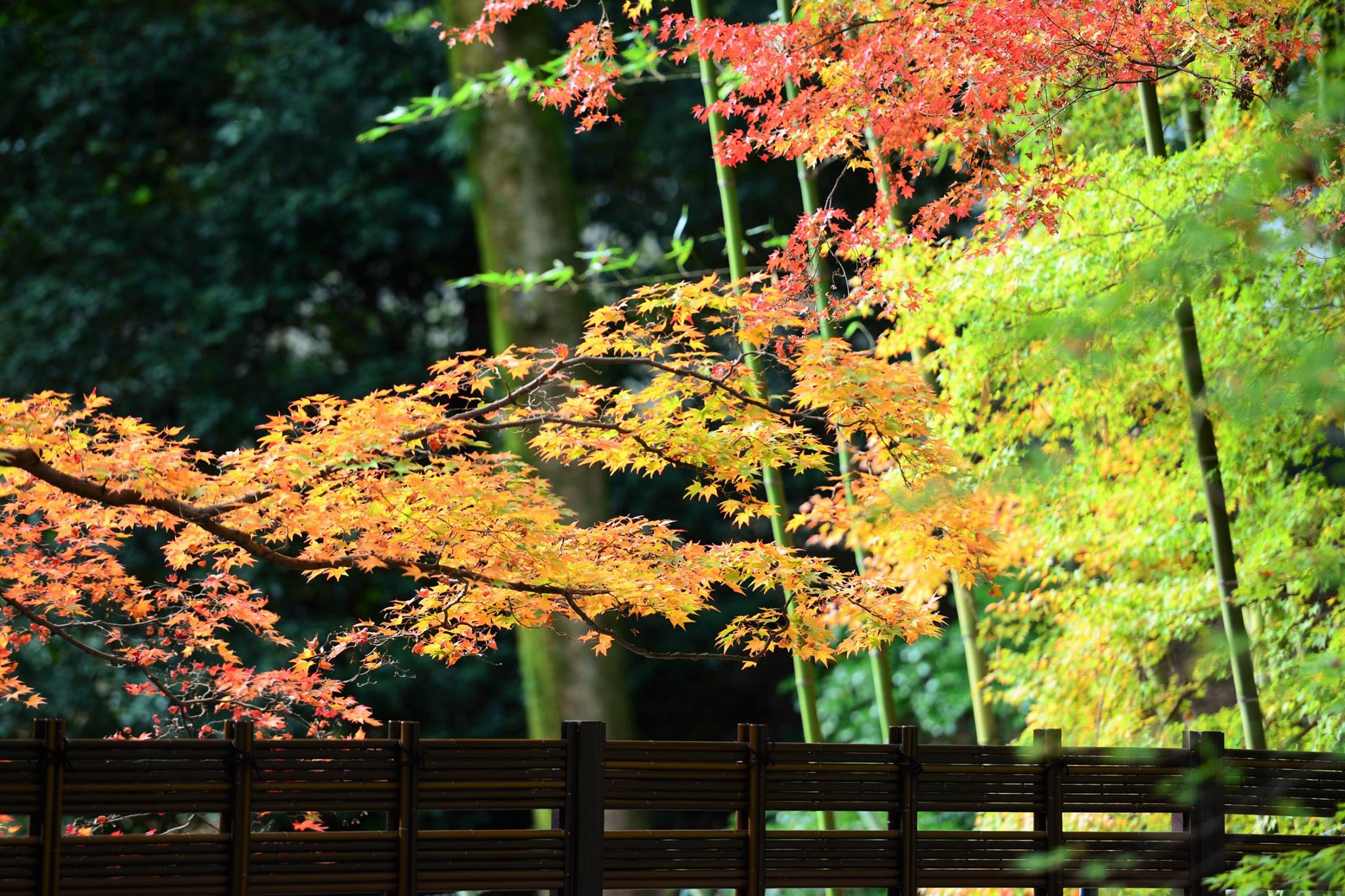 19417395_1808806942781629_2492736623687180407_o