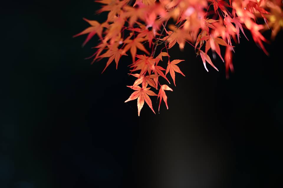 o1noj06lk5Ujiq3RCZ2-o