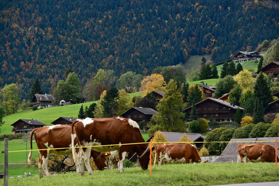 nwkzj6iznomBs4x5rPa-o