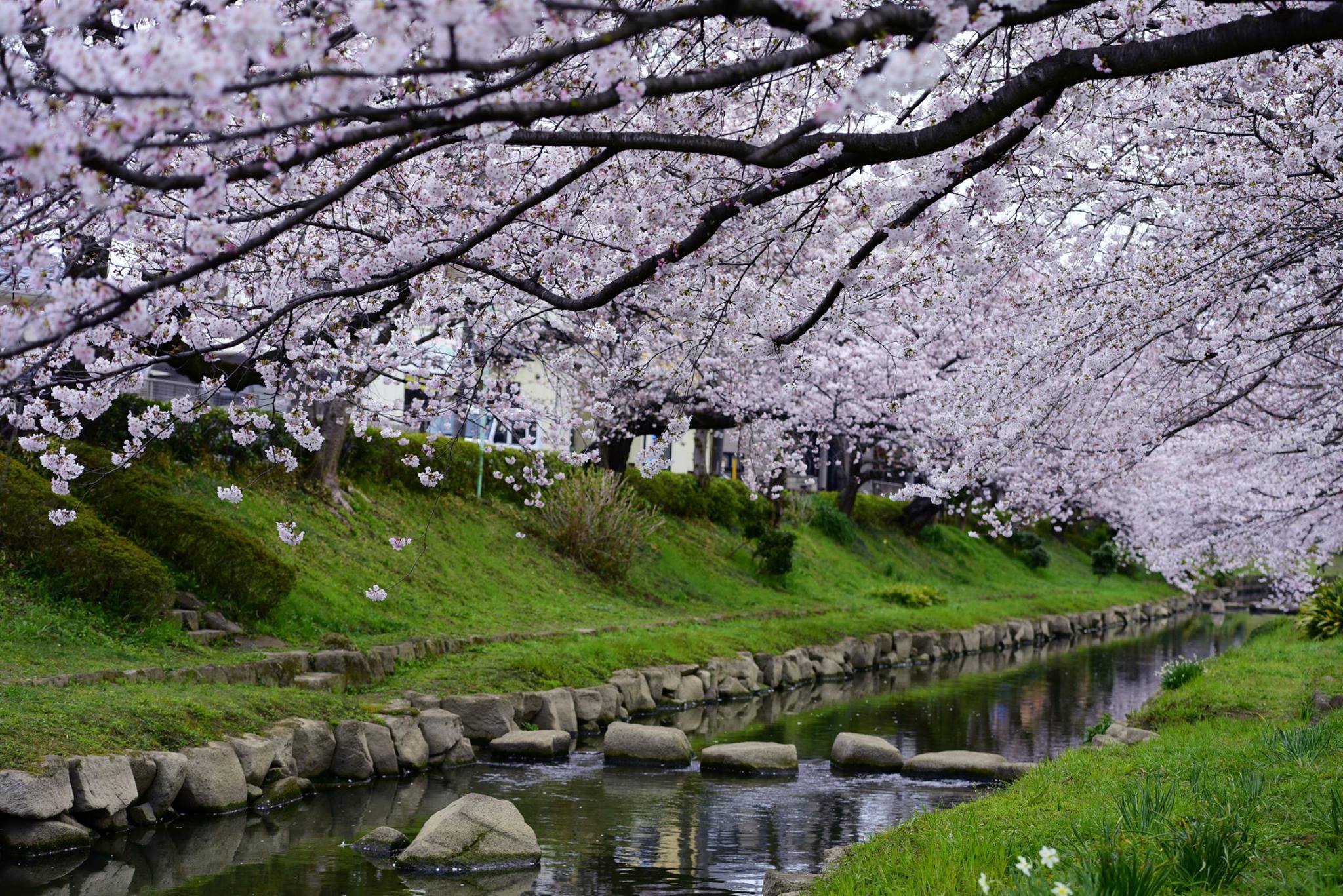 20451704_1833414110320912_3504838770555049163_o