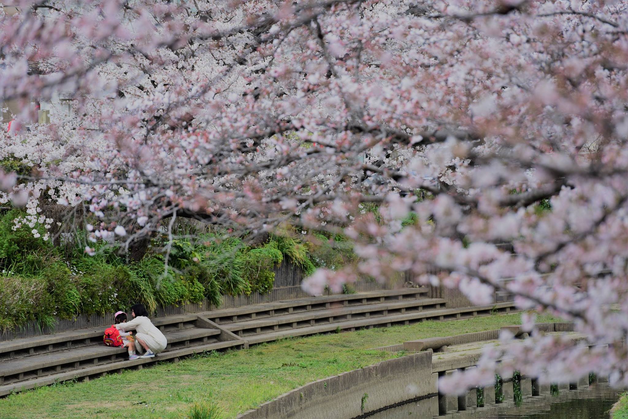 20507074_1833414036987586_3519089773556078716_o