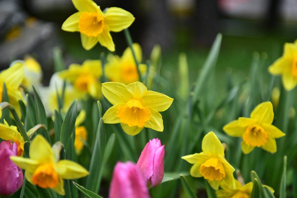 20643178_1836136366715353_4895111953269164088_o