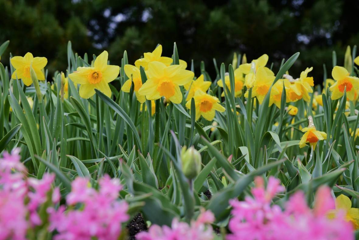 20689964_1836136436715346_6638613670949016092_o